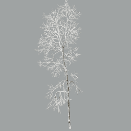 Fraxinus excelsior B winter