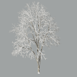 Fraxinus excelsior D winter