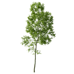 Fraxinus excelsior F spring summer