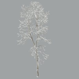 Fraxinus excelsior F winter