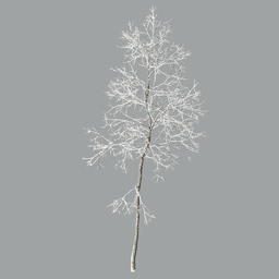 Fraxinus excelsior H winter