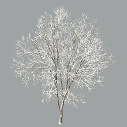 Fraxinus excelsior I winter