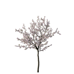 Prunus cerasus C spring summer