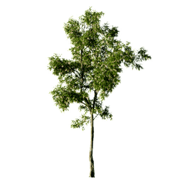 Robinia pseudoacacia B spring summer