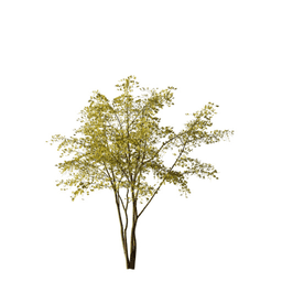 Robinia pseudoacacia G autumn