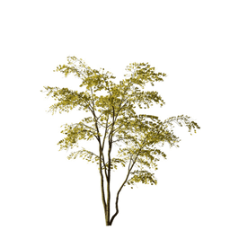 Robinia pseudoacacia I autumn