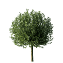 Salix alba C spring summer