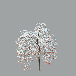 Sorbus aucuparia A winter