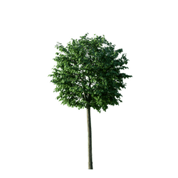 Tilia cordata B spring summer