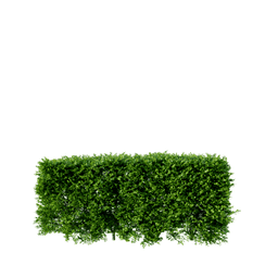 Buxus microphylla B spring summer