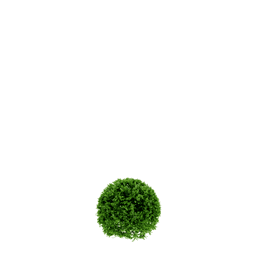 Buxus microphylla C spring summer