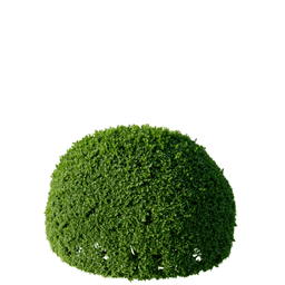 Buxus sempervirens A spring summer