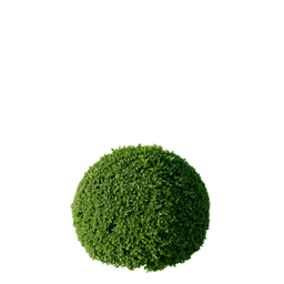 Buxus sempervirens B spring summer