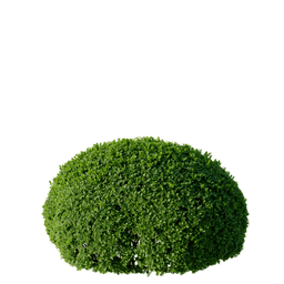 Buxus sempervirens C spring summer