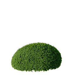 Buxus sempervirens D spring summer