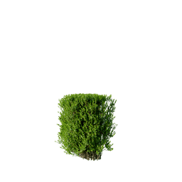 Buxus sempervirens E spring summer