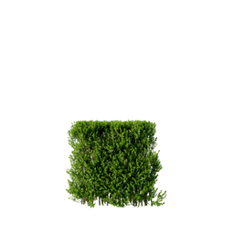 Buxus sempervirens F spring summer