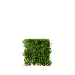 Buxus sempervirens G spring summer