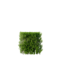 Buxus sempervirens H spring summer