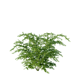 Crataegus monogyna A spring summer