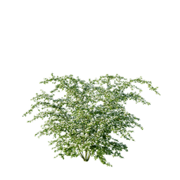 Crataegus monogyna C spring summer