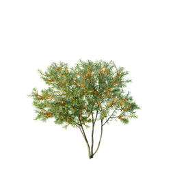 Hippophae rhamnoides A spring summer