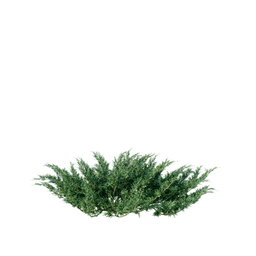 Juniperus sabina A spring summer