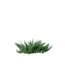 Juniperus sabina B spring summer