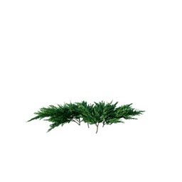 Juniperus squamata A spring summer