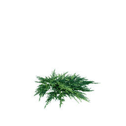 Juniperus squamata B spring summer