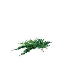 Juniperus squamata D spring summer