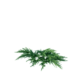 Juniperus squamata F spring summer