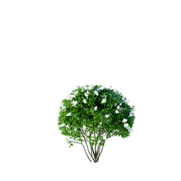 Ligustrum ovalifolium A spring summer