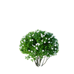 Ligustrum ovalifolium B spring summer