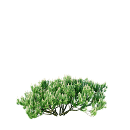 Pinus mugo v mughus A spring summer