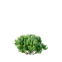 Pinus mugo v mughus B spring summer