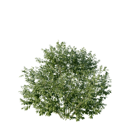 Salix myrsinifolia B spring summer