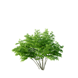 Sambucus nigra A spring summer