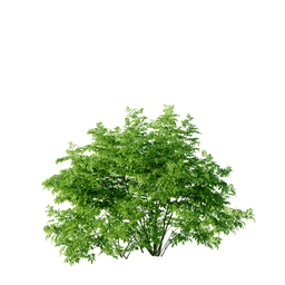 Sambucus nigra B spring summer