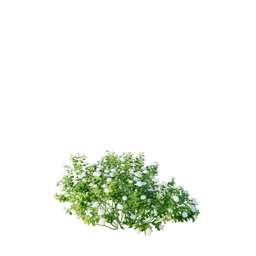 Spiraea betulifolia C spring summer