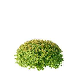 Spiraea japonica cv Goldflame B spring summer