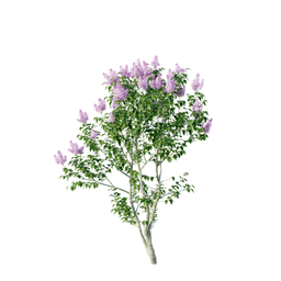 Syringa vulgaris A spring summer