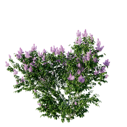 Syringa vulgaris B spring summer