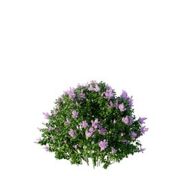 Syringa vulgaris C spring summer