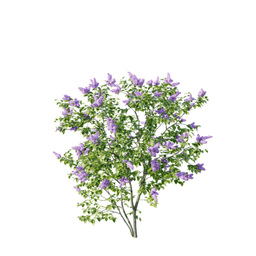 Syringa vulgaris cv Aucubaefolia A spring summer