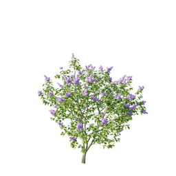 Syringa vulgaris cv Aucubaefolia B spring summer