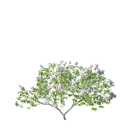 Syringa vulgaris cv Aucubaefolia C spring summer