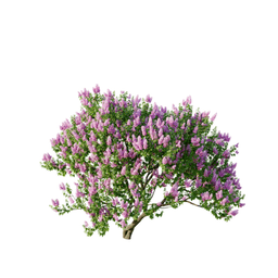 Syringa vulgaris cv Sensation A spring summer