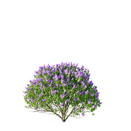 Syringa vulgaris cv Sensation B spring summer