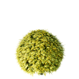 Thuja occidentalis cv Golden Globe A spring summer